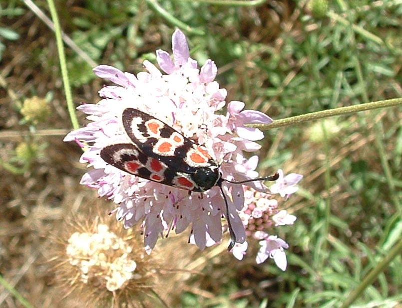 Zygaena lonicerae